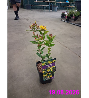 Hypericum inodorum 'Excellent Flair' C 1,4 L